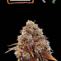 Gelato 41 Feminised Cannabis Seeds | Seed Stockers