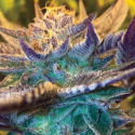 Girl Scout Cookies Auto Feminised Cannabis Seeds | Garden of Green