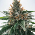 God's Glue Feminised Cannabis Seeds | Ministry of Cannabis