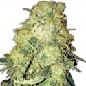 Gold Mine Feminised Cannabis Seeds | Heavyweight Seeds