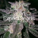 Gorilla Cookies Feminised Cannabis Seeds | Expert Seeds