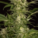 Lemon Juice Express Auto Feminised Cannabis Seeds | Humboldt Seed Organisation