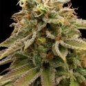 Lemon Thai Kush Regular Cannabis Seeds | Humboldt Seed Organisation