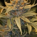 Lost Coast OG Feminised Cannabis Seeds | Humboldt Seed Organisation