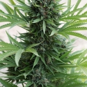 Sour Diesel Auto Feminised Cannabis Seeds | Humboldt Seed Organisation