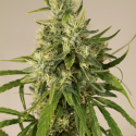 Trainwreck Feminised Cannabis Seeds | Humboldt Seed Organisation