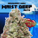 Waist Deep Auto Feminised Cannabis Seeds | Heavyweight Seeds