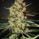 Himalaya Gold Feminised Cannabis Seeds | Green House Seeds.