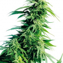 Hindu Kush Auto Feminised Cannabis Seeds | Sensi Seeds