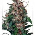 Hollands Hope Feminised Cannabis Seeds | Dutch Passion 