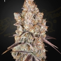 Holy Snow Feminised Cannabis Seeds | Green House Seeds.