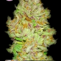 OG Kush Feminised Cannabis Seeds | Kera Seeds