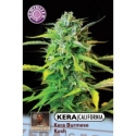 Burmese Kush Feminised Cannabis Seeds | Kera Seeds