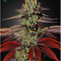 King's Kush Auto Feminised Cannabis Seeds |Green House Seeds 