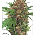 Master Kush Feminised Cannabis Seeds | Dutch Passion 