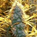 Medical Kush Feminised Cannabis Seeds | Spliff Seeds