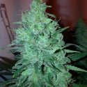 Mega Power Plant Feminised Cannabis Seeds