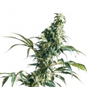 Mexican Sativa Regular Cannabis Seeds | Sensi Seeds 