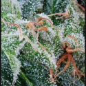 NL5 Haze Mist Feminised Cannabis Seeds | Green House Seeds