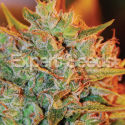 NL X Big Bud Auto Feminised Cannabis Seeds | Expert Seeds