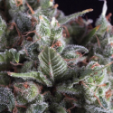 Olympia Feminised Cannabis Seeds | Pyramid Seeds