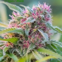 Panama Red Feminised Cannabis Seeds - Anesia Seeds