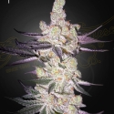 Razuberi Feminised Cannabis Seeds | Green House Seeds