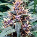 Red Banana Berry Feminised Cannabis Seeds - Growers Choice