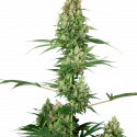 Silver Fire Feminised Cannabis Seeds| Sensi Seeds