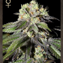 Buy Strain Hunters Caboose Feminised Cannabis Seeds