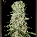 Buy Strain Hunters Damnesia Feminised Cannabis Seeds