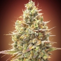 Strawberry Banana Feminised Cannabis Seeds | Advanced Seeds.