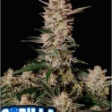 Strawberry Gorilla Auto Feminised Cannabis Seeds | Fast Buds