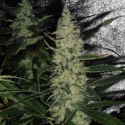 Super Skunk Feminised Cannabis Seeds | Spliff Seeds