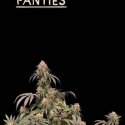 Superior Mandarin Panties Auto Feminised Cannabis Seeds | Seed Stockers