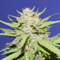 Wedding Cake Feminised Cannabis Seeds | Original Sensible Seed Company