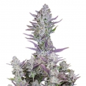 Wedding Glue Auto Feminised Cannabis Seeds | Fast Buds.