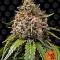 White Widow XXL Auto Feminised Cannabis Seeds | Barney's Farm