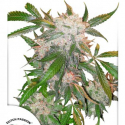 White Widow Regular Cannabis Seeds | Dutch Passion 