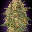 Zkittlez FAST Feminised Cannabis Seeds | Advanced Seeds.