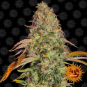 Zkittlez OG Auto Feminised Cannabis Seeds | Barney's Farm 