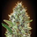 Advanced Seeds Auto Somango Feminised  Cannabis Seeds