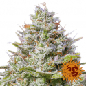 Blue Gelato 41 Feminised Cannabis Seeds | Barney's Farm 