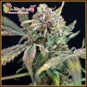 Bucks Purple Fizz Feminised Cannabis Seeds | Dr Krippling.