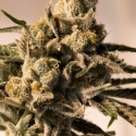 Cherry Pie Feminised Cannabis Seeds | Advanced Seeds. 