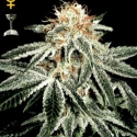 Exodus Cheese Auto Feminised Cannabis Seeds | Green House Seeds 