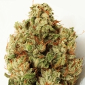 Green Ninja Feminised Cannabis Seeds | Heavyweight Seeds