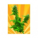 Guerilla Ryder Auto Feminised Cannabis Seeds