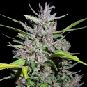 Honduras x Panama Feminised Cannabis Seeds | Ace Seeds.