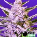 Ice Bomb Feminised Cannabis Seeds | Bomb Seeds.